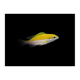 Scolopsis sp. - Scolopsis - Yellow
