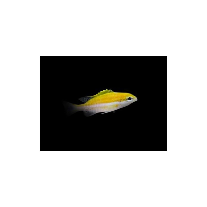 Scolopsis sp. - Scolopsis - Yellow
