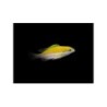 Scolopsis sp. - Scolopsis - Yellow
