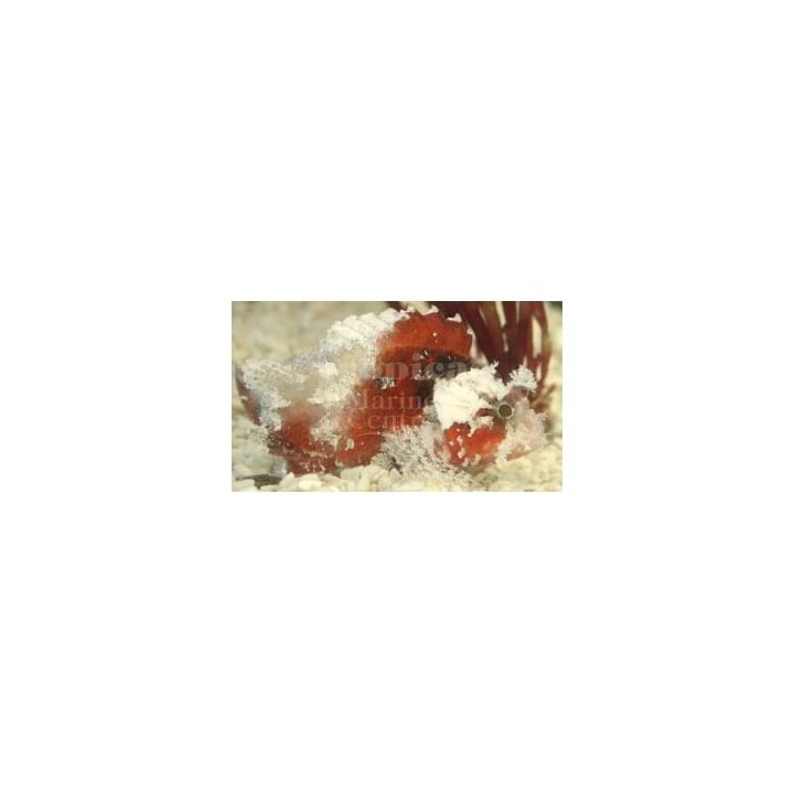 Scorpaenodes sp. - Scorpino