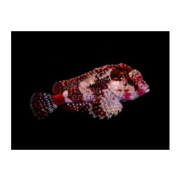 Scorpaenodes sp. - Scorpino - Marbled