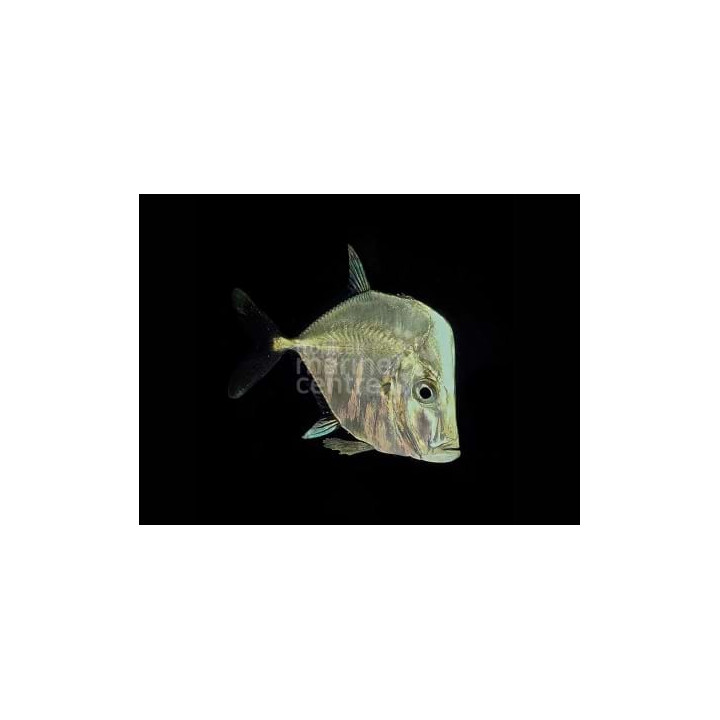 Selene vomer - Lookdown - viljelty