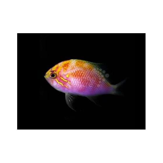 Serranocirrhitus latus - Fat Head Anthias