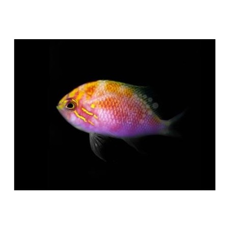 Serranocirrhitus latus - Fat Head Anthias