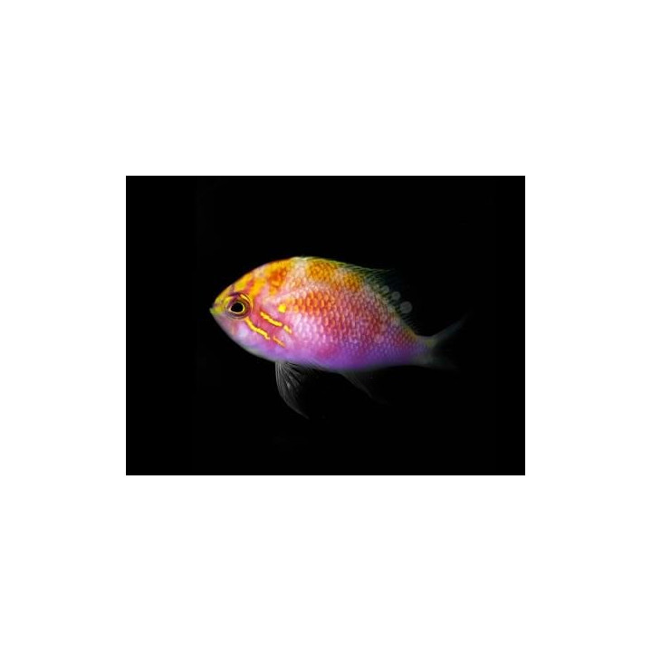 Serranocirrhitus latus - Fat Head Anthias
