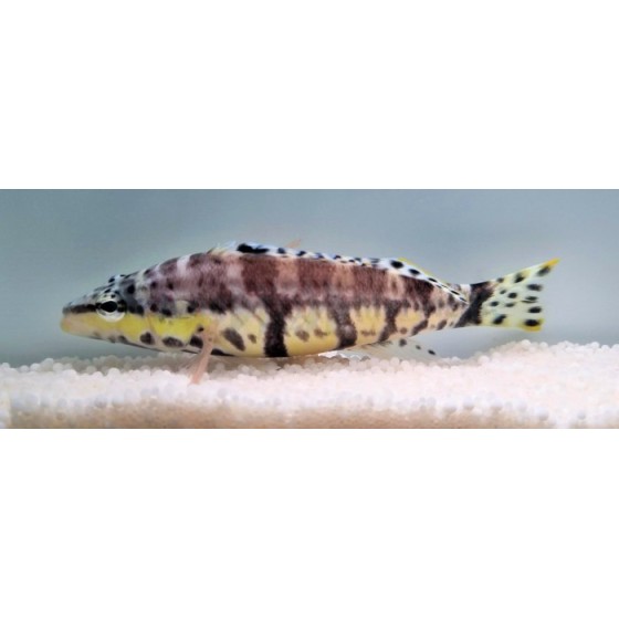 Serranus tigrinis - Bass - Harlequin