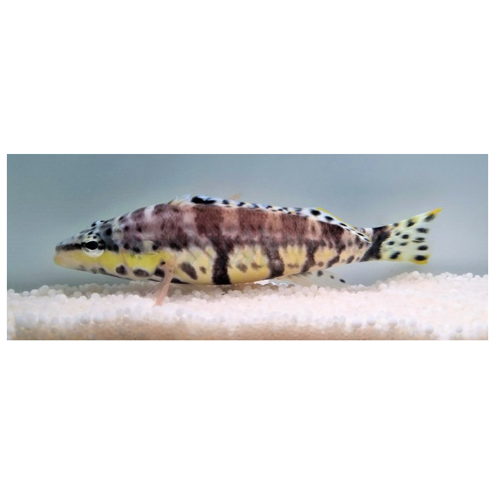 Serranus tigrinis - Bass - Harlequin