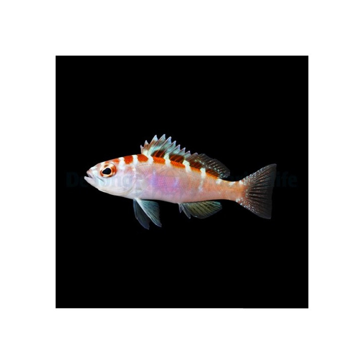 Serranus tortugarum - Caribbean Blue Bass