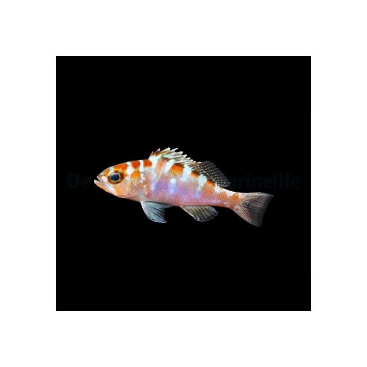 Serranus tortugarum - Caribbean Blue Bass - viljelty