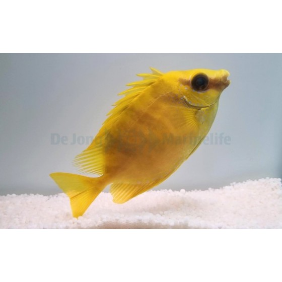 Siganus corallinus - Yellow Rabbit (Fiji)