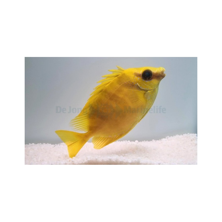 Siganus corallinus - Yellow Rabbit (Fiji)