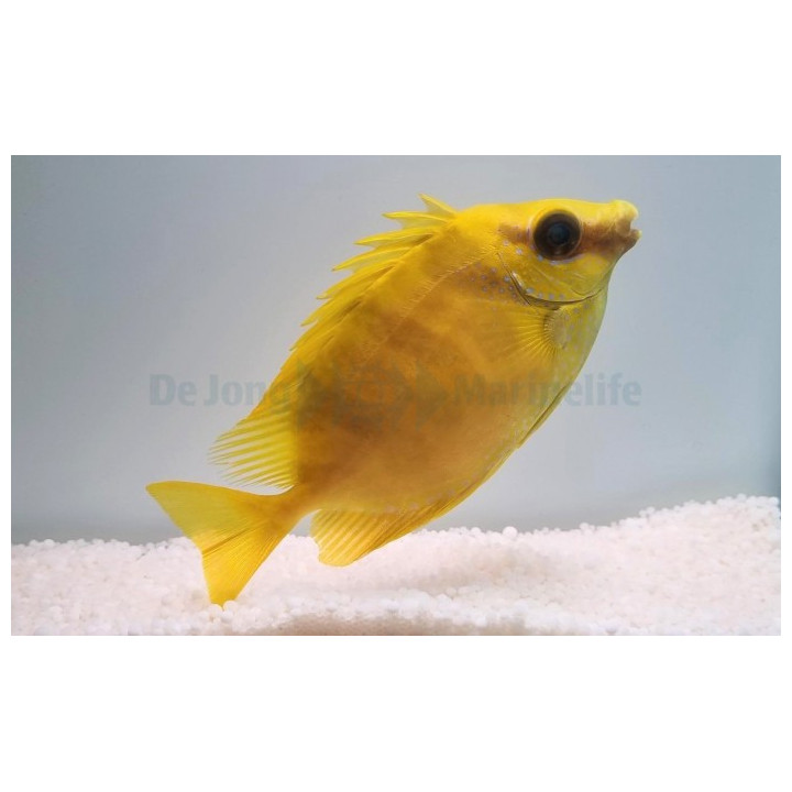Siganus corallinus - Yellow Rabbit (Fiji)