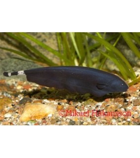 Mustaveitsikala 6-8 cm - Apteronotus albifrons