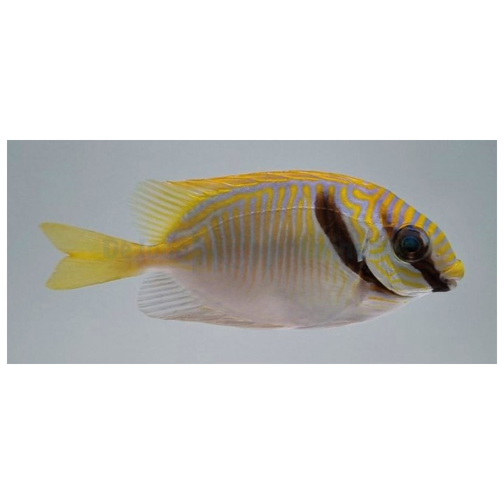 Siganus doliatus - Orange Line Rabbit