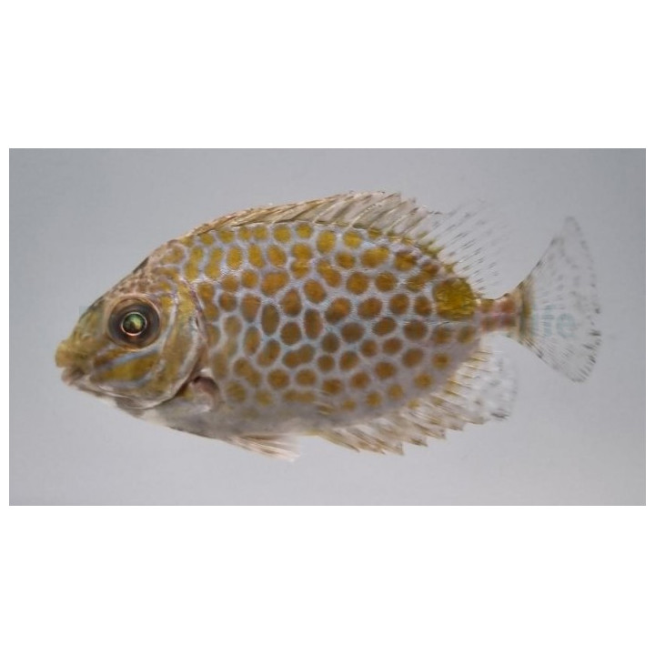 Siganus guttatus - Orange Spot Rabbit