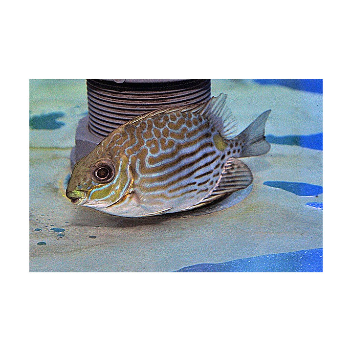 Siganus lineatus - Dot Dash Rabbit