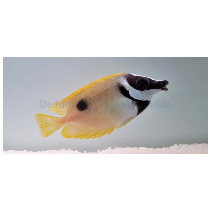 Siganus unimaculatus - Black Spot Fox Face