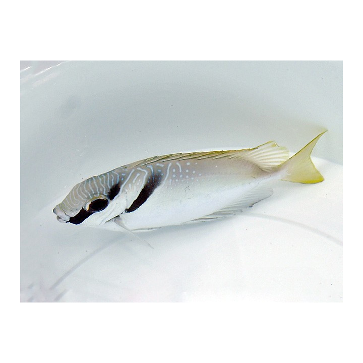 Siganus virgatus - Masked Rabbit