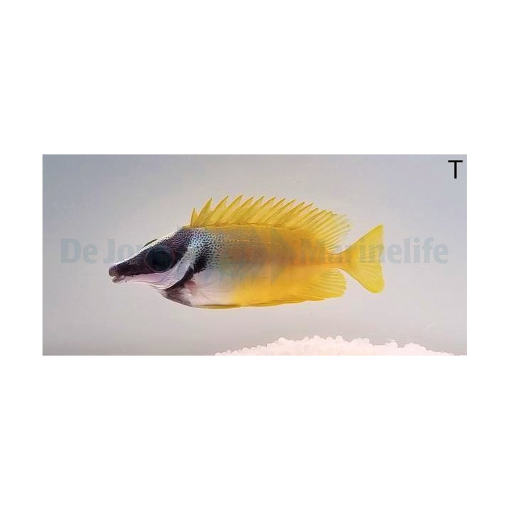 Siganus vulpinus - kettukala