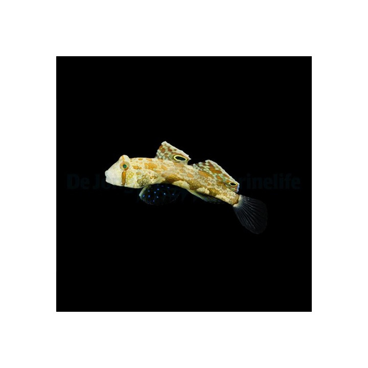 Signigobius biocellatus - Eye Spot Goby