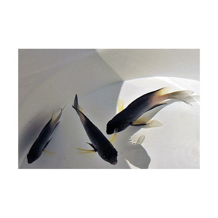 Stegastes partitus