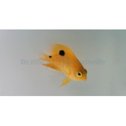 Stegastes planifrons
