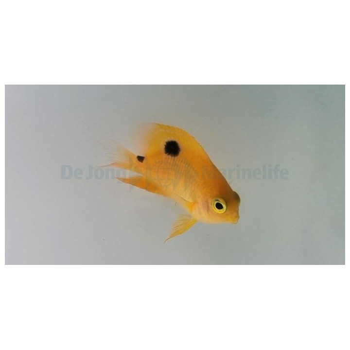 Stegastes planifrons