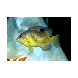 Stegastes variabilis