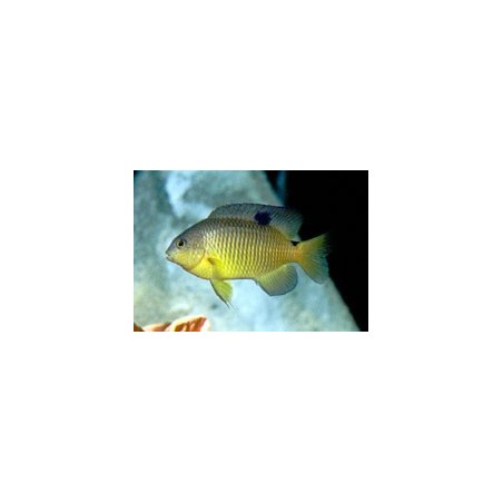 Stegastes variabilis