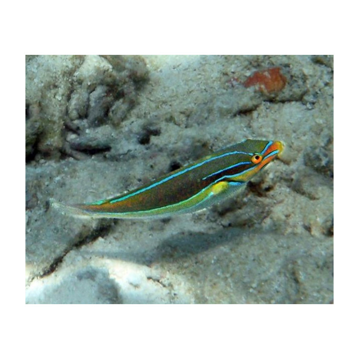 Stethojulis albovittata - koiras