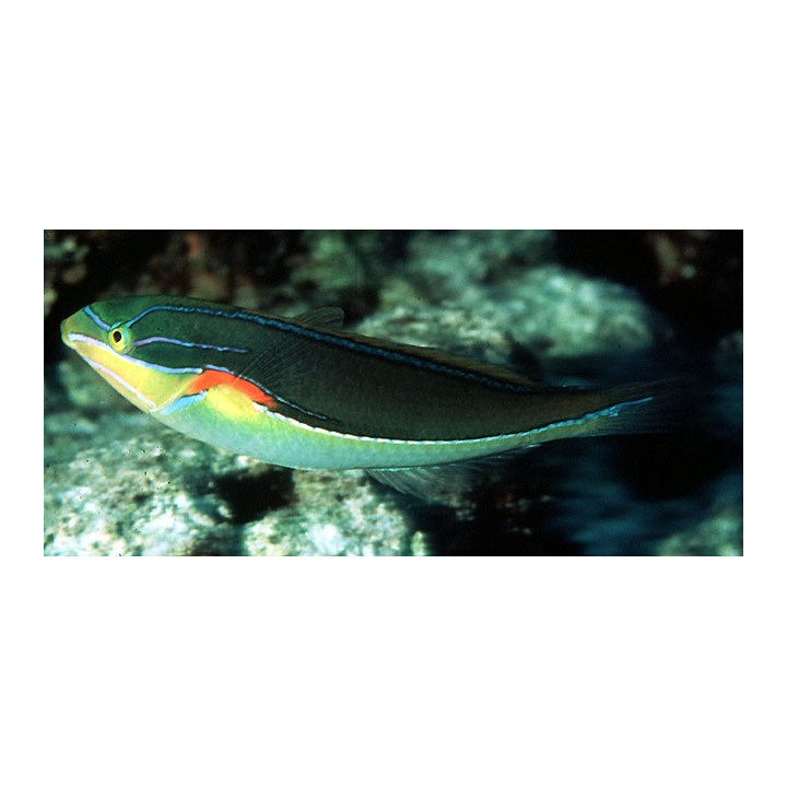 Stethojulis bandanensis - koiras