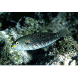 Stethojulis bandanensis - naaras