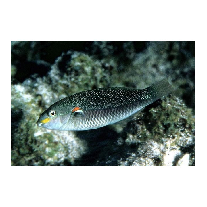 Stethojulis bandanensis - naaras