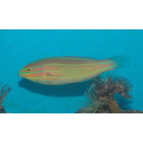 Stethojulis trillineata - Rainbow Wrasse - koiras