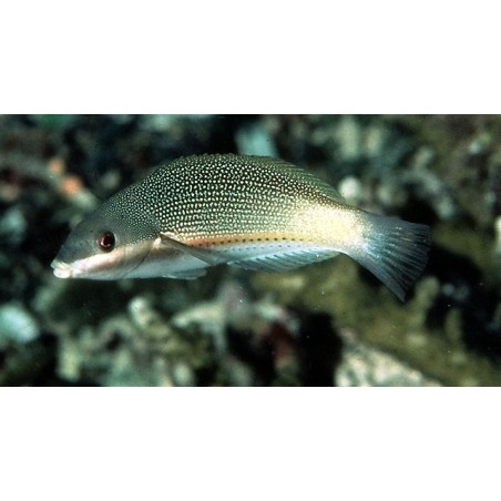 Stethojulis trillineata - Rainbow Wrasse - naaras