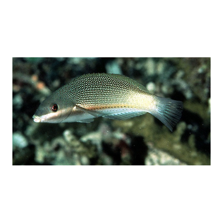 Stethojulis trillineata - Rainbow Wrasse - naaras