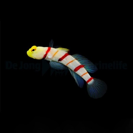 Stonogobiops dracula - Dracula Goby