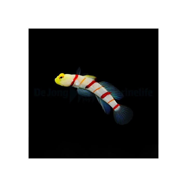 Stonogobiops dracula - Dracula Goby
