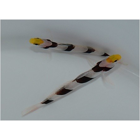 Stonogobiops xanthorhinica - Hi Fin Banded Goby