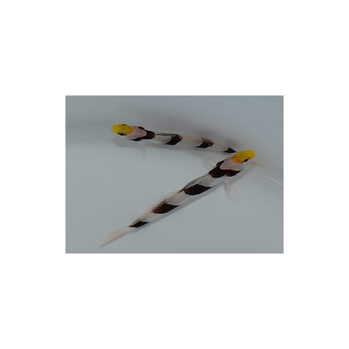 Stonogobiops xanthorhinica - Hi Fin Banded Goby