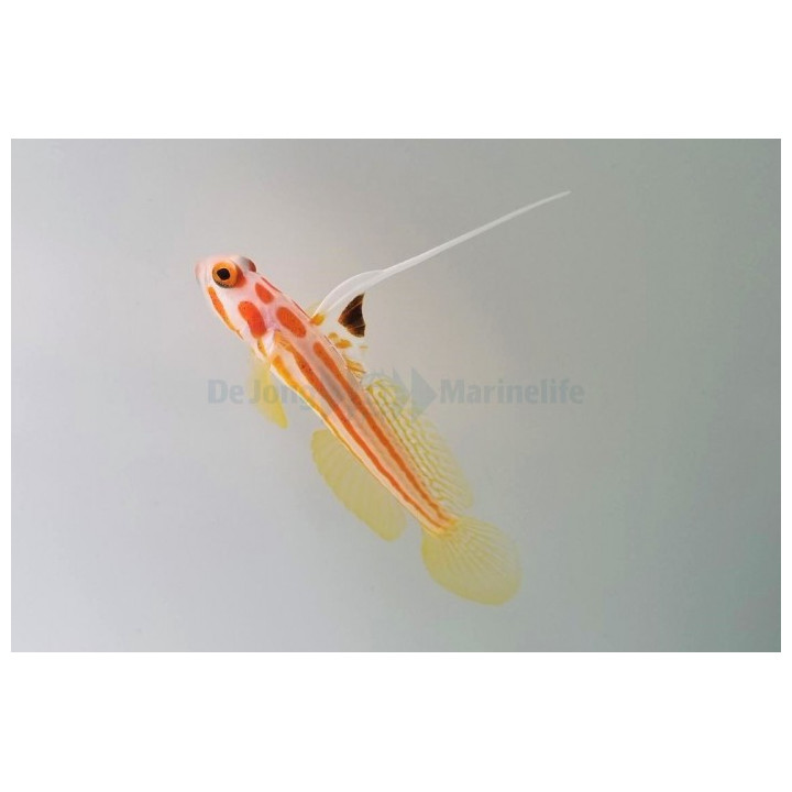 Stonogobiops yasha - Hi Fin Clown Goby