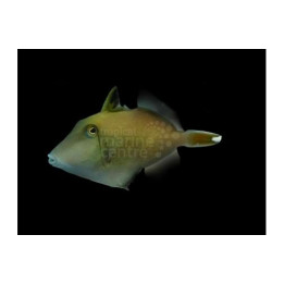 Sufflamen chrysopterum - White Tail Trigger