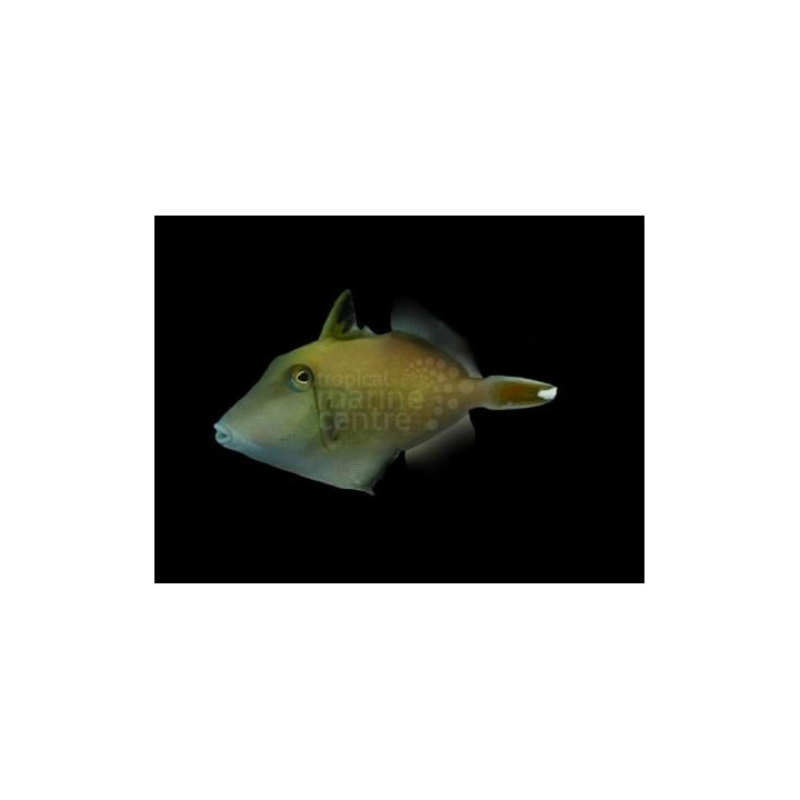 Sufflamen chrysopterum - White Tail Trigger