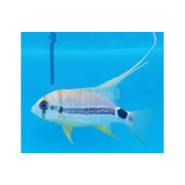 Symphoricthys spilurus - Snapper - Longfin