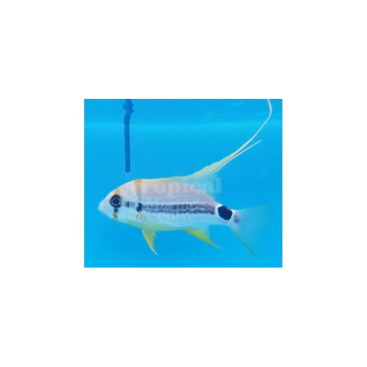 Symphoricthys spilurus - Snapper - Longfin