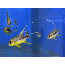 Symphoricthys spilurus - Longfin Snapper - viljelty