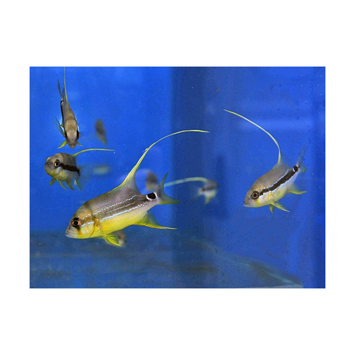 Symphoricthys spilurus - Longfin Snapper - viljelty