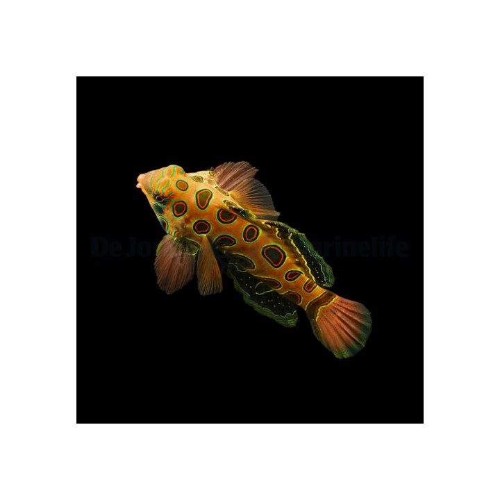 SyncHuumekala (Synchiropus picturatus), psykedeelinen merivesiakvaariokala kokeneille harrastajillehiropus picturatus - huumekal