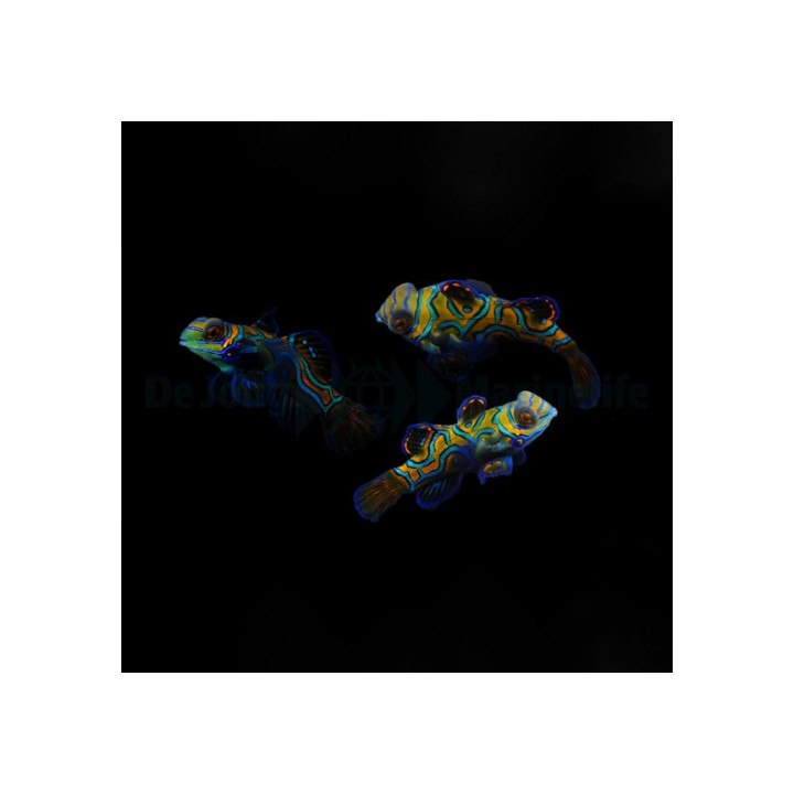 Synchiropus picturatus - huumekala - viljelty