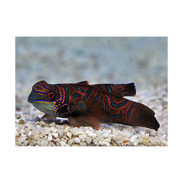 Synchiropus splendidus - mandariinikala - punainen